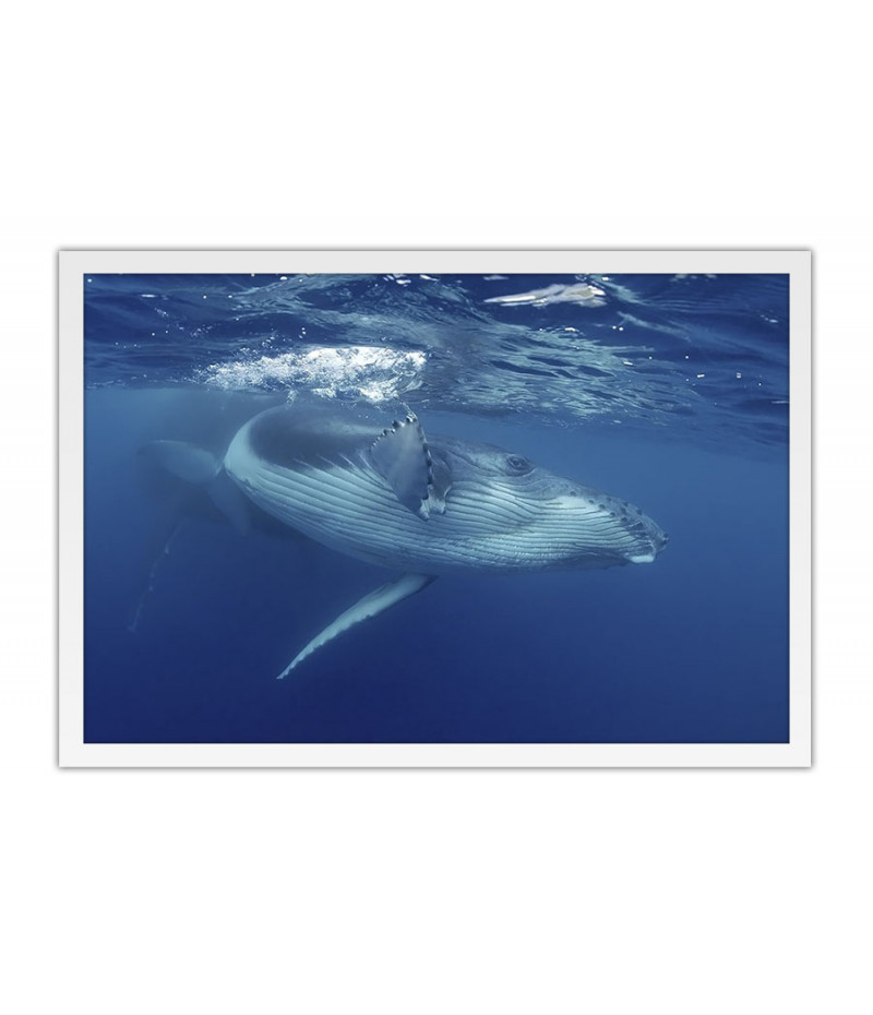Poster Baleia - Animais
