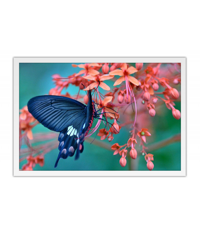Poster Borboleta - Animais