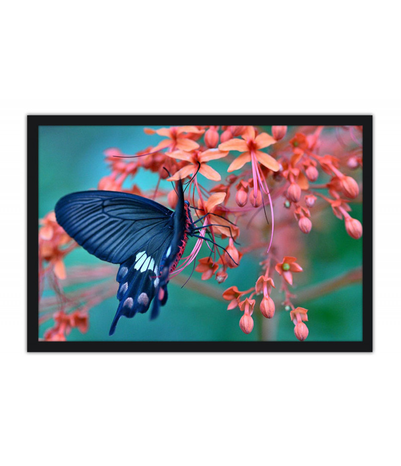 Poster Borboleta - Animais