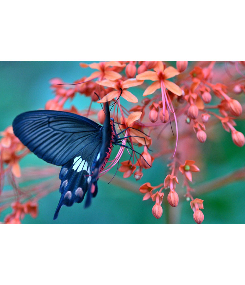 Poster Borboleta - Animais