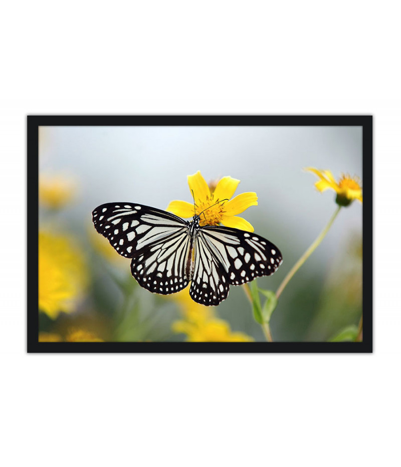 Poster Borboleta - Animais