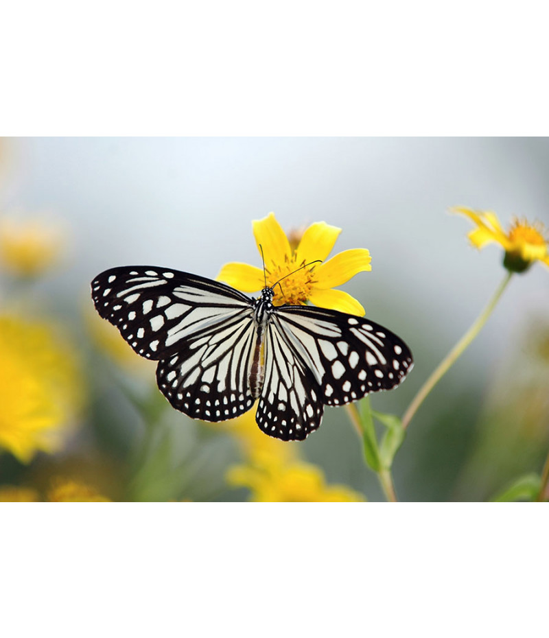 Poster Borboleta - Animais