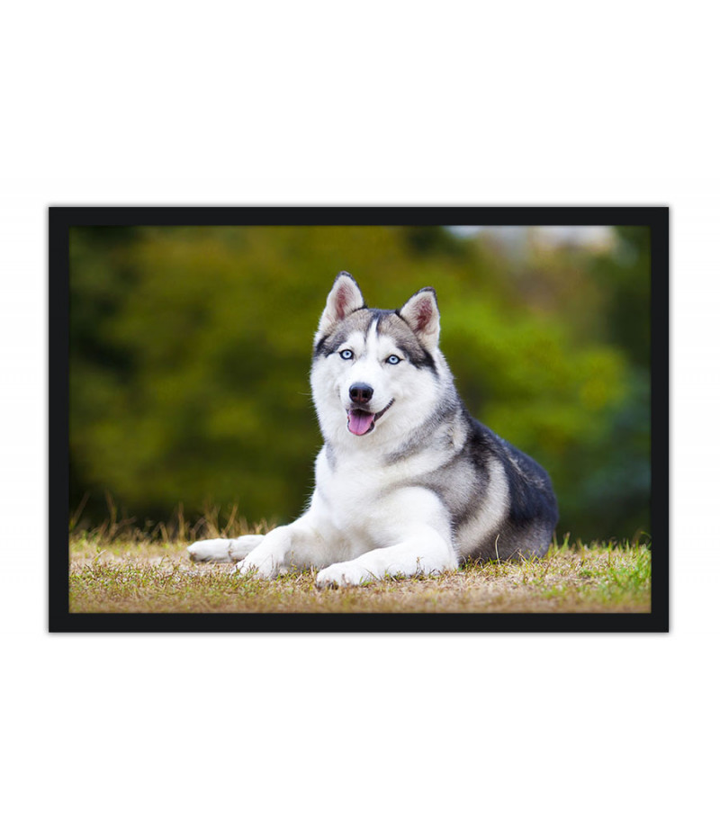 Poster Cachorro - Animais