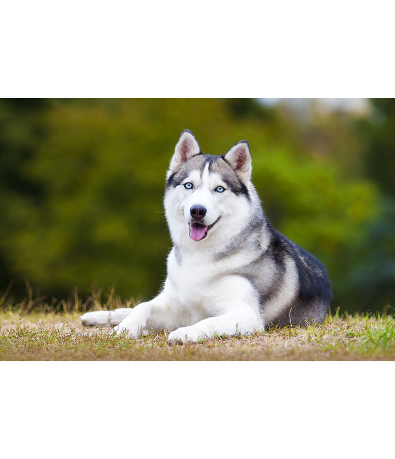 Poster Cachorro - Animais