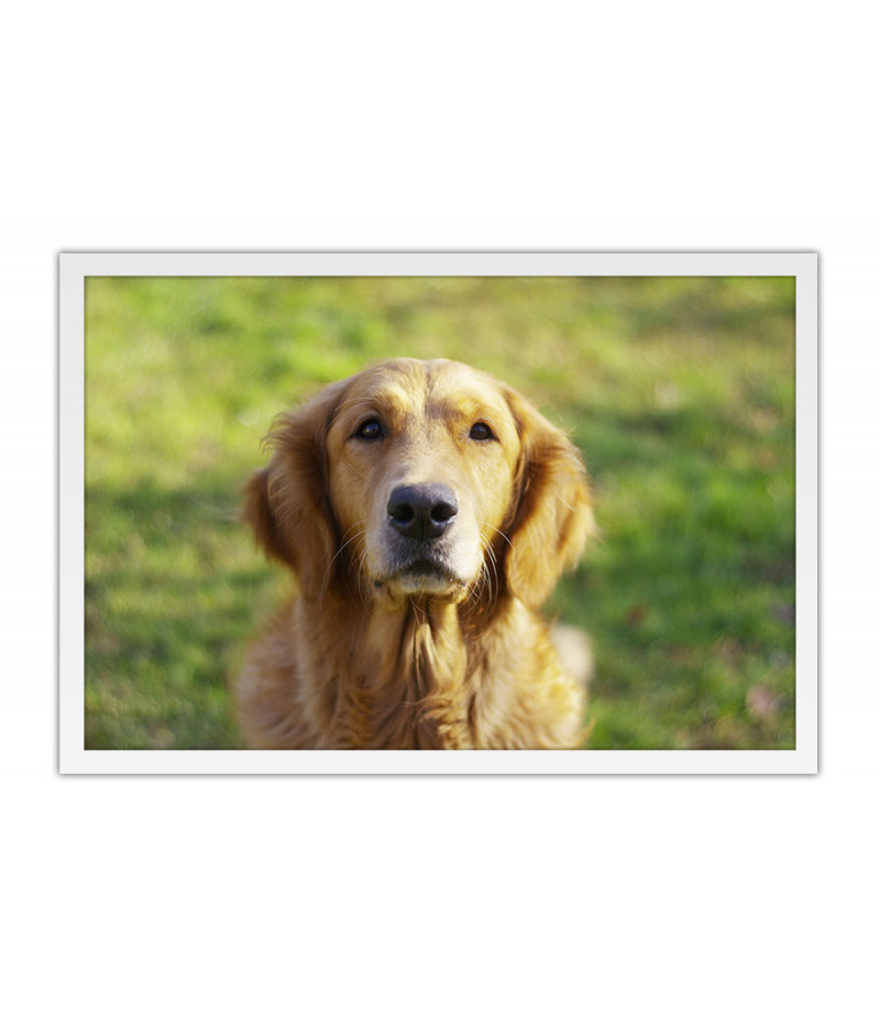 Poster Cachorro - Animais