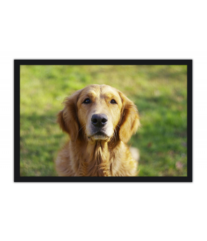 Poster Cachorro - Animais