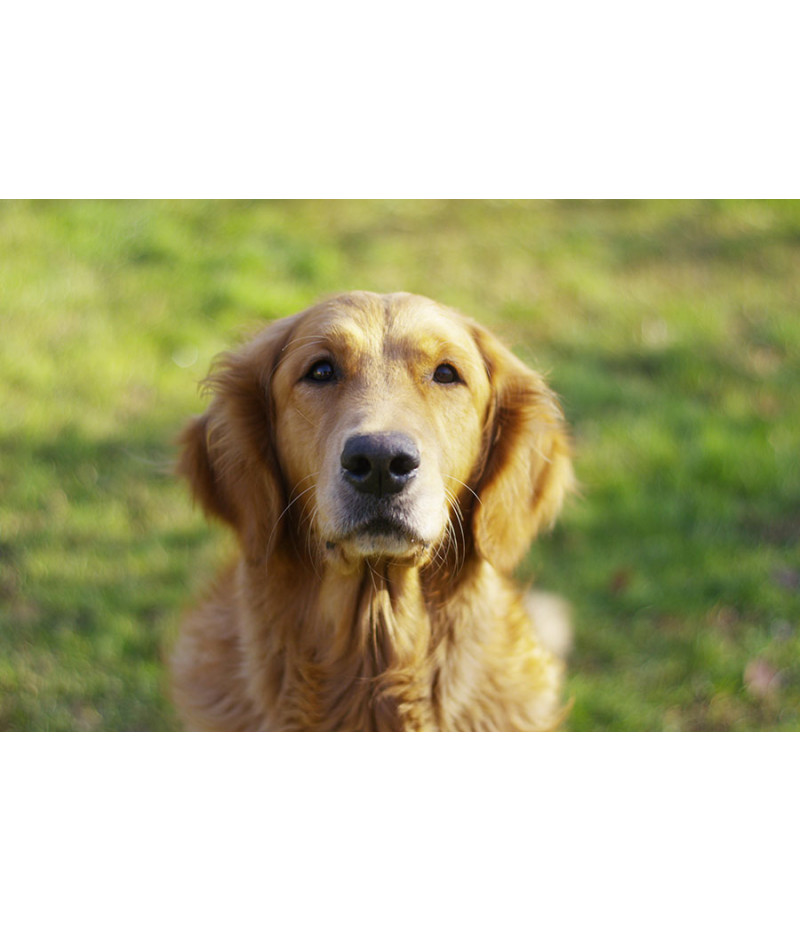 Poster Cachorro - Animais