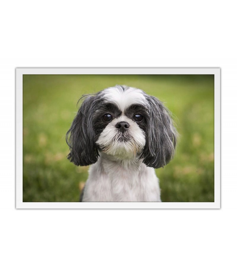 Poster Cachorro - Animais