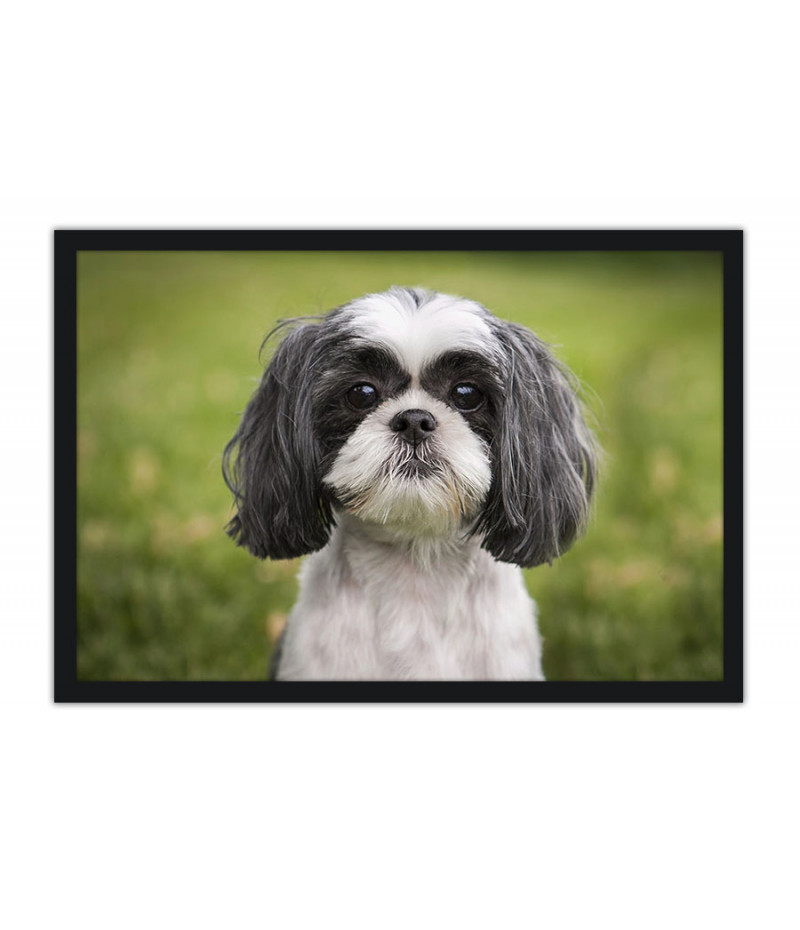 Poster Cachorro - Animais