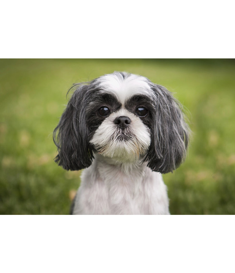Poster Cachorro - Animais