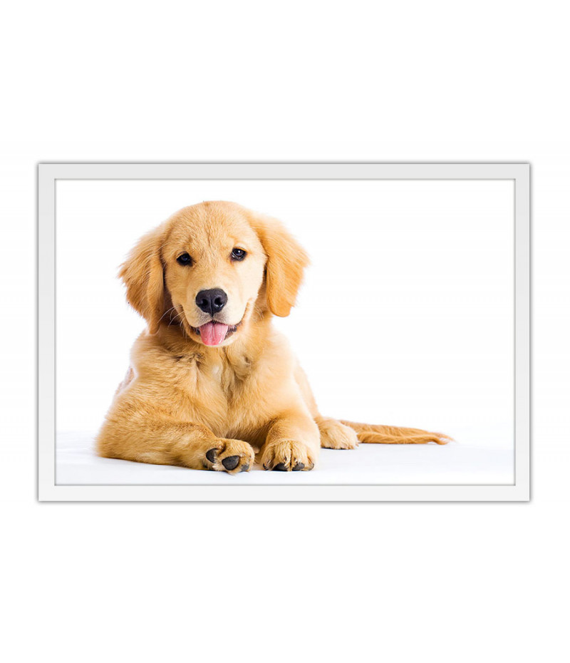 Poster Cachorro - Animais