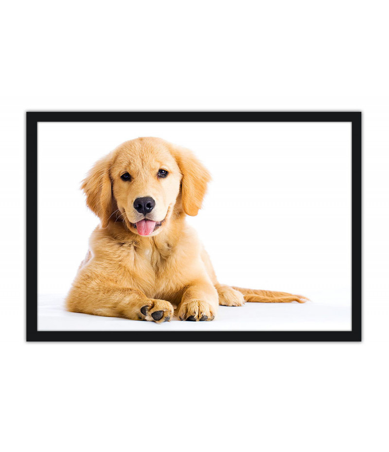 Poster Cachorro - Animais