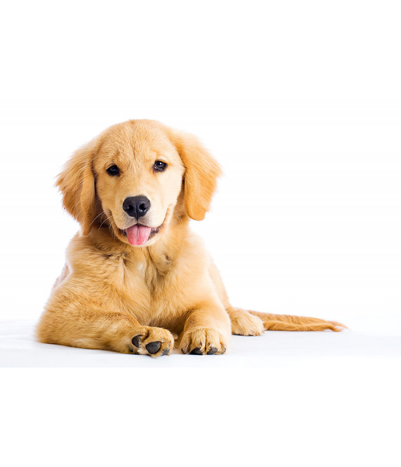 Poster Cachorro - Animais