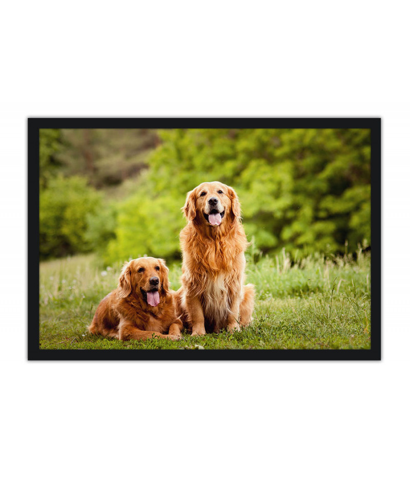Poster Cachorro - Animais