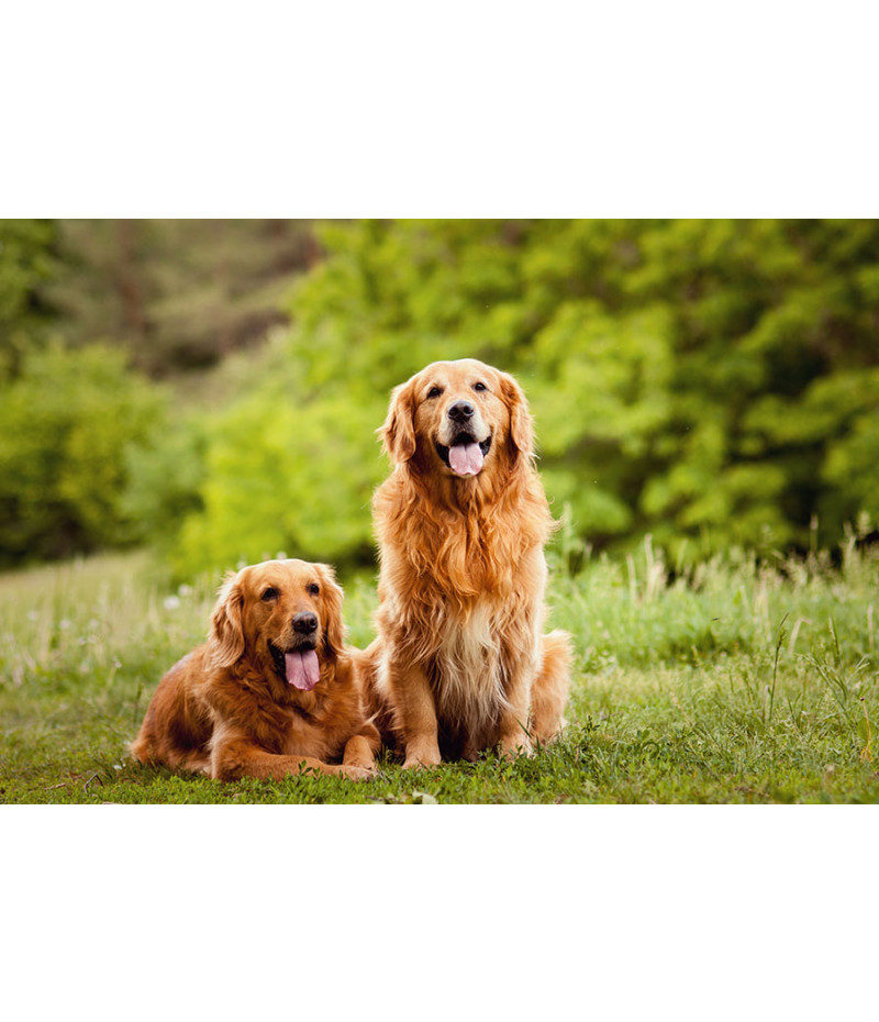 Poster Cachorro - Animais