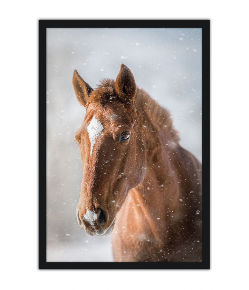 Poster Cavalo - Animais