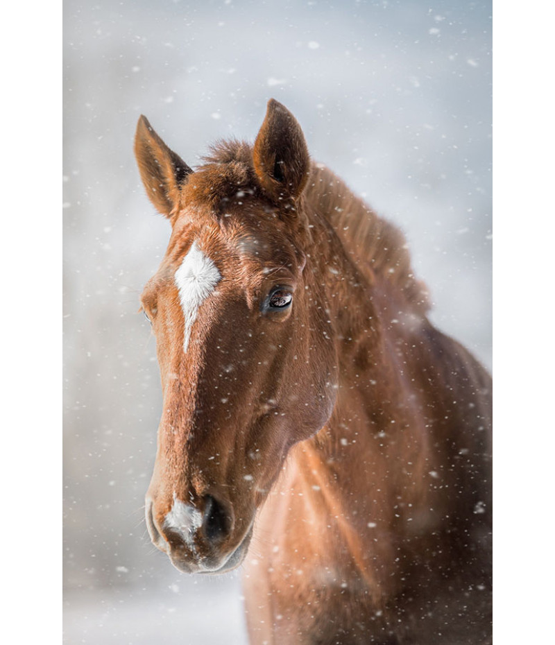 Poster Cavalo - Animais