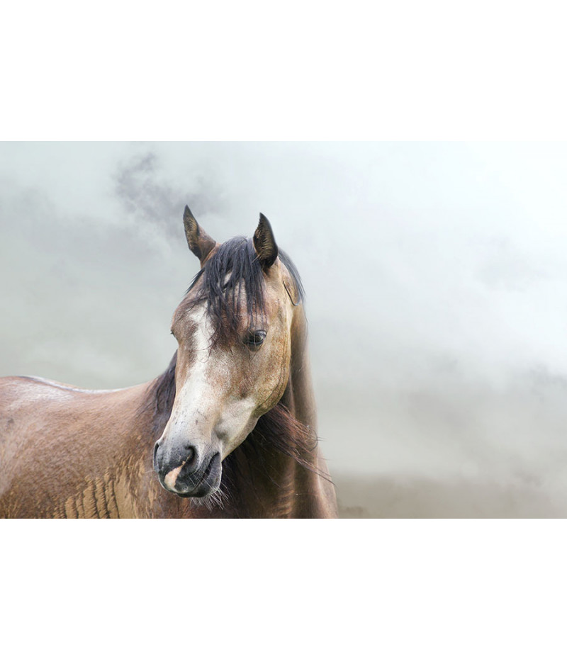 Poster Cavalo - Animais
