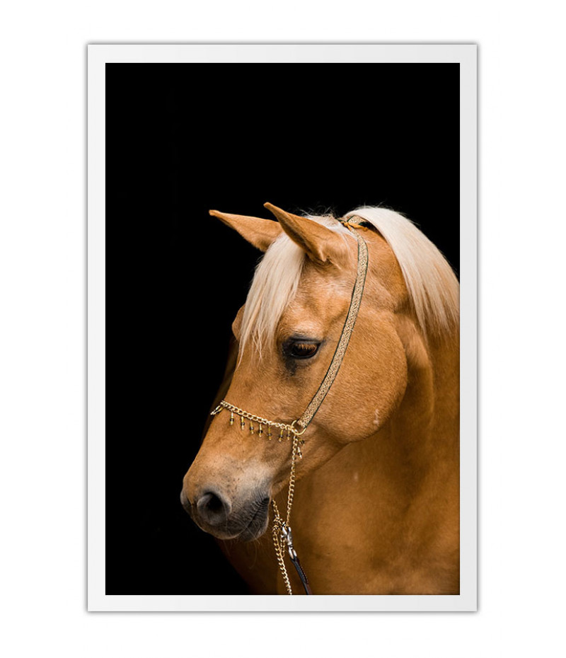 Poster Cavalo - Animais