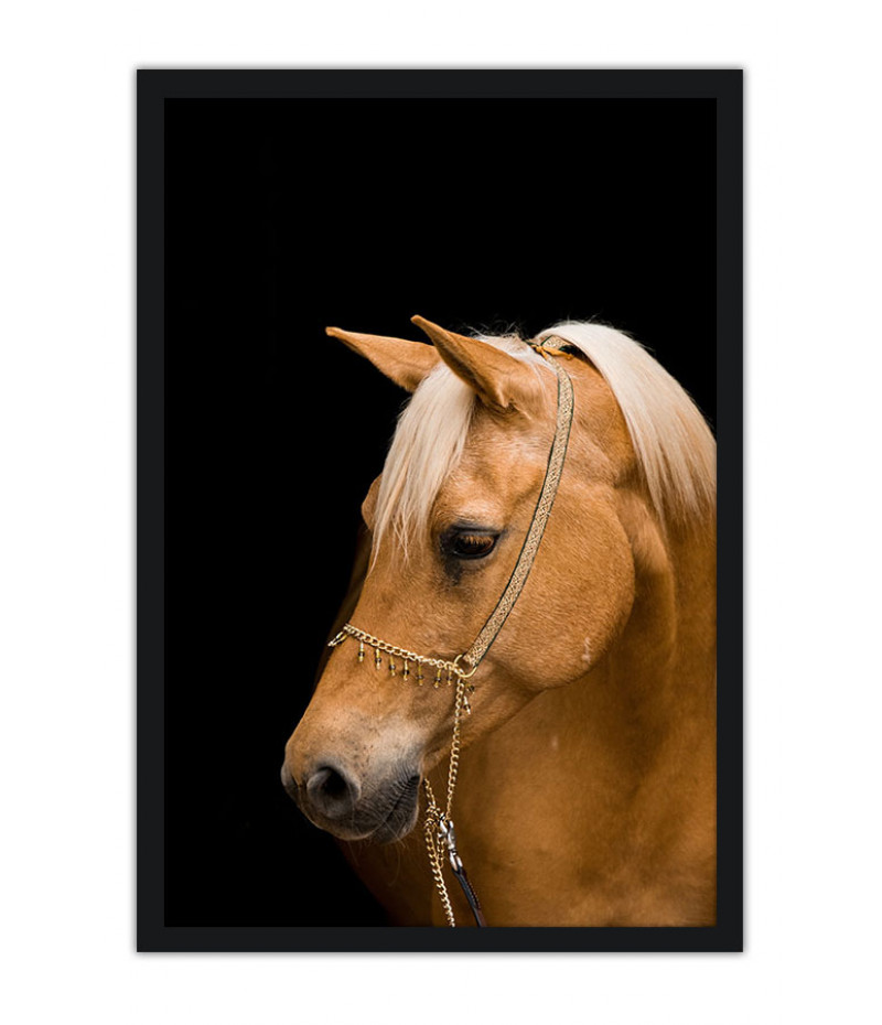 Poster Cavalo - Animais