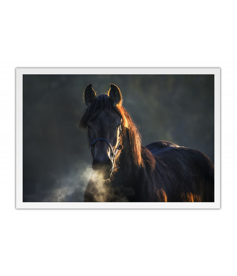 Poster Cavalo - Animais