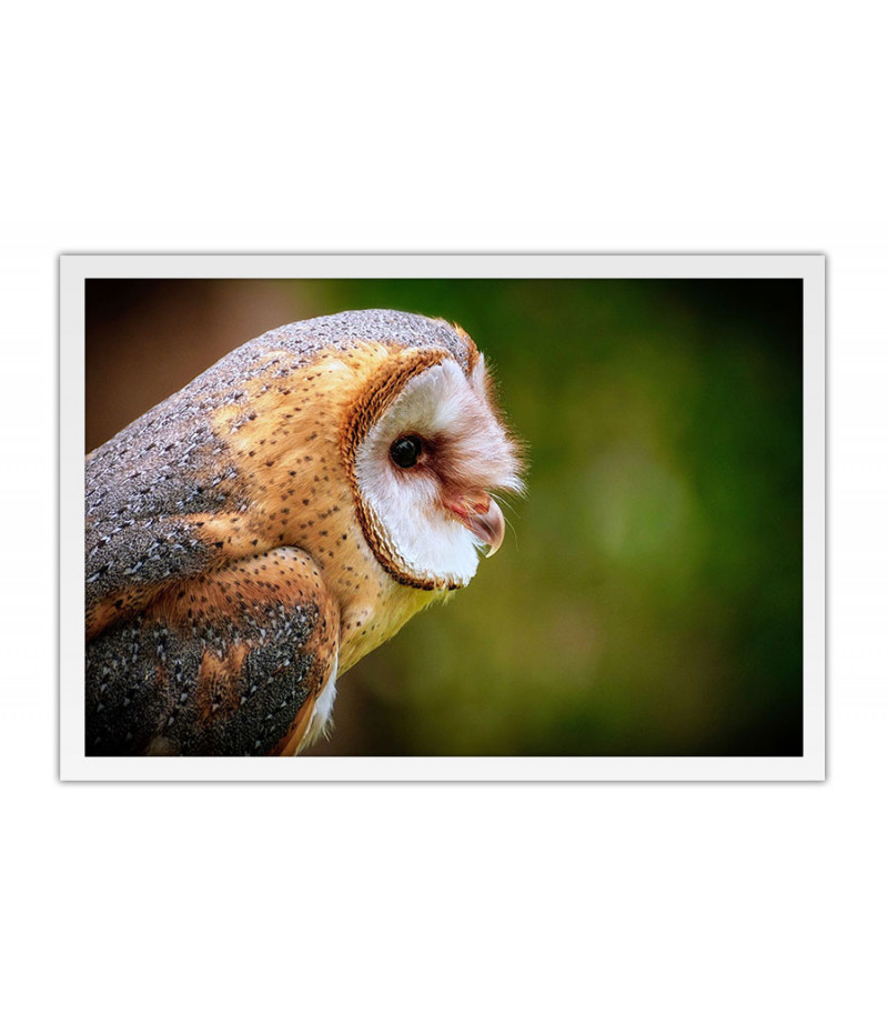 Poster Coruja - Animais