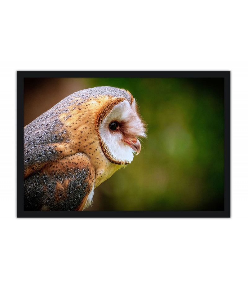 Poster Coruja - Animais
