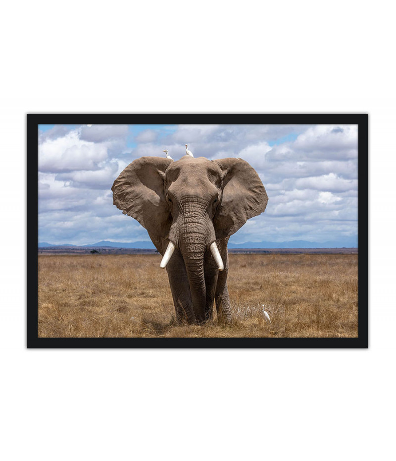 Poster Elefante - Animais