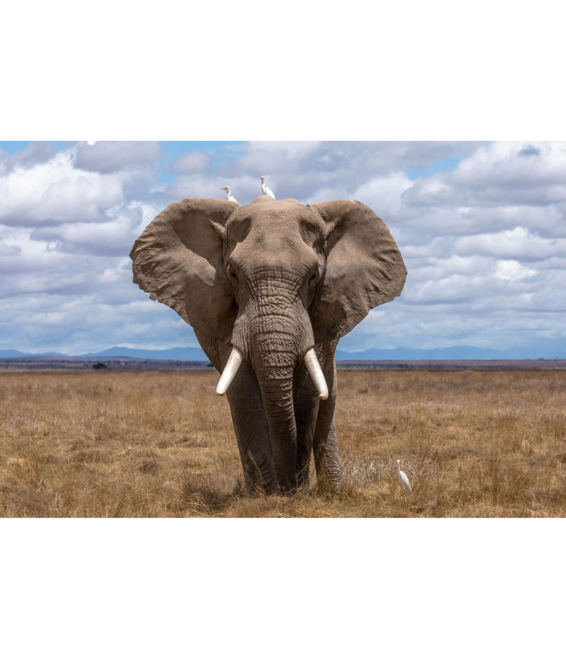 Poster Elefante - Animais