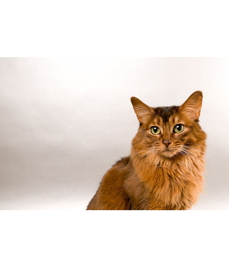Poster Gato - Animais