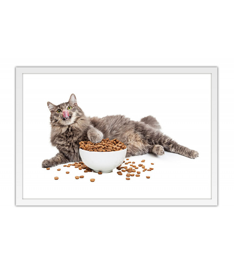 Poster Gato - Animais