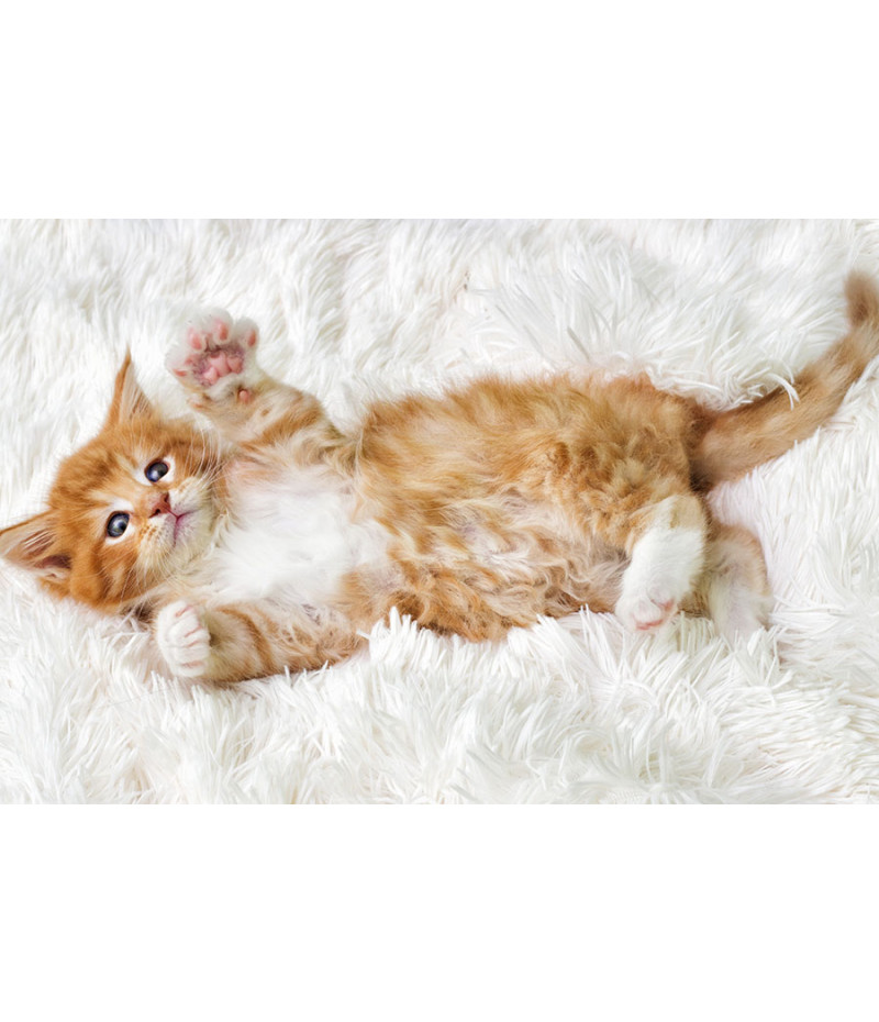 Poster Gato - Animais