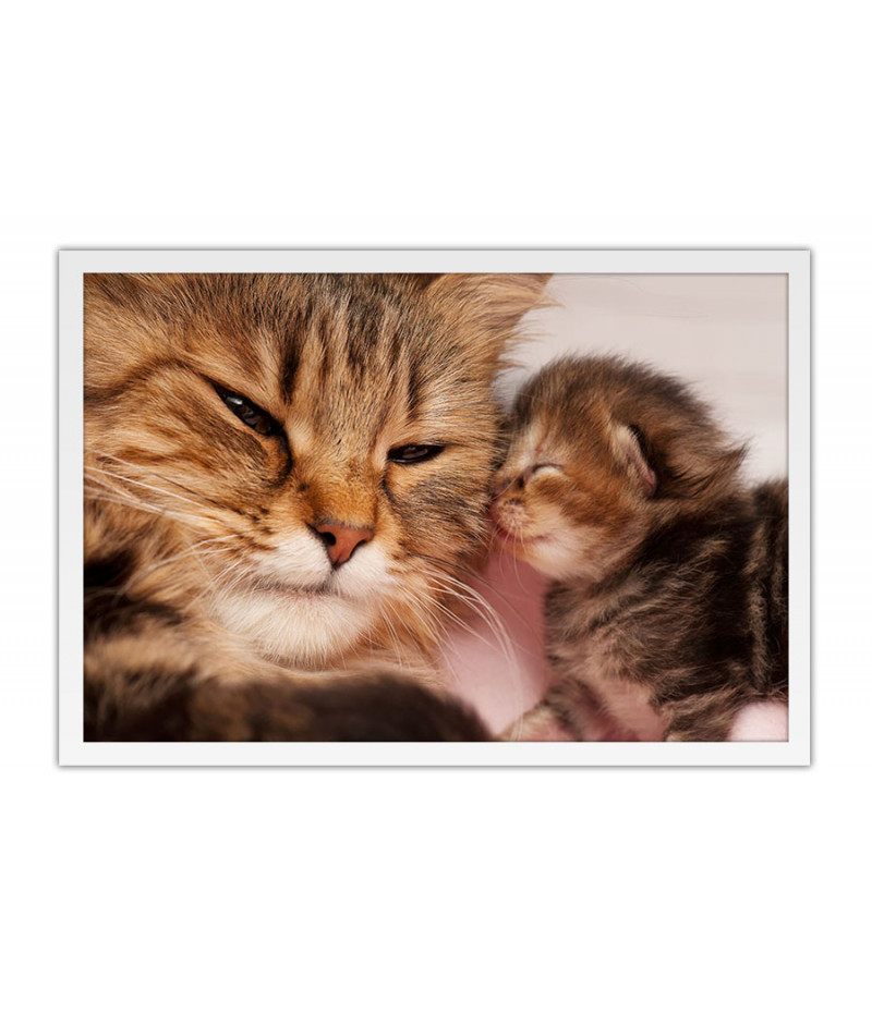Poster Gato - Animais