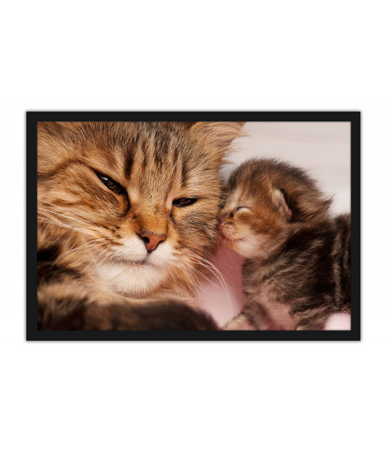 Poster Gato - Animais