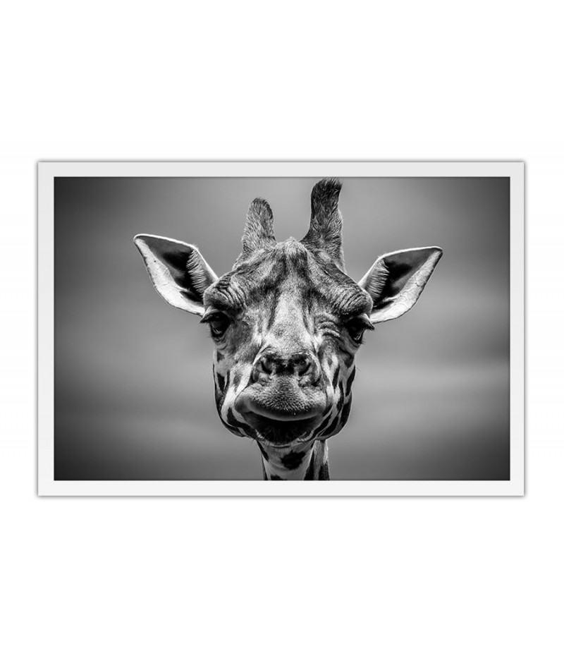 Poster Girafa - Animais