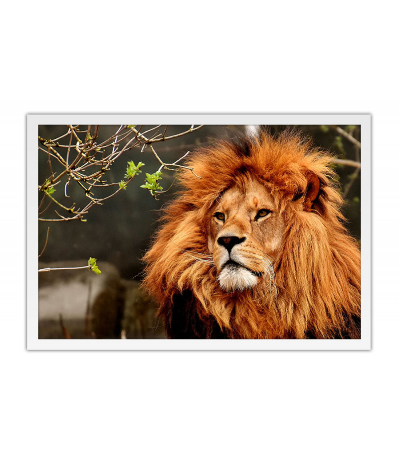 Poster Leão - Animais