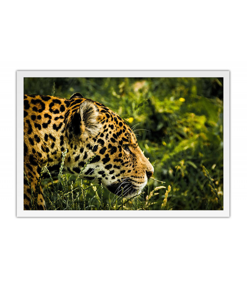 Poster Onça - Animais