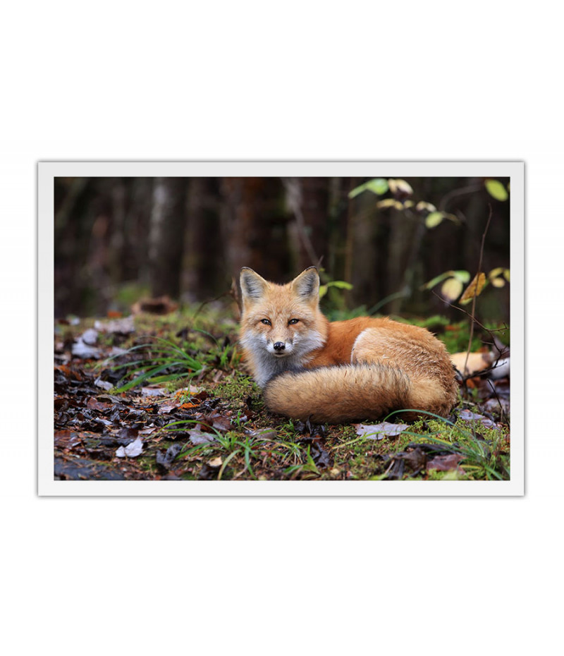 Poster Raposa - Animais