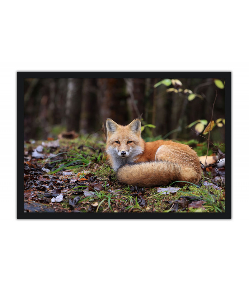 Poster Raposa - Animais