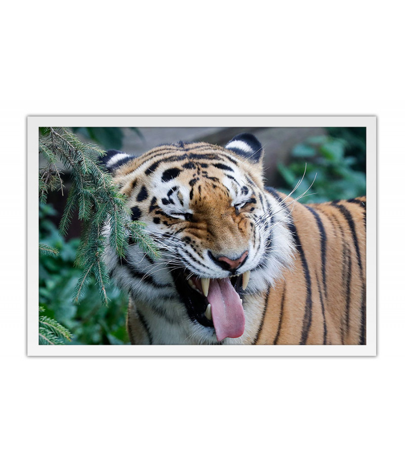 Poster Tigre - Animais
