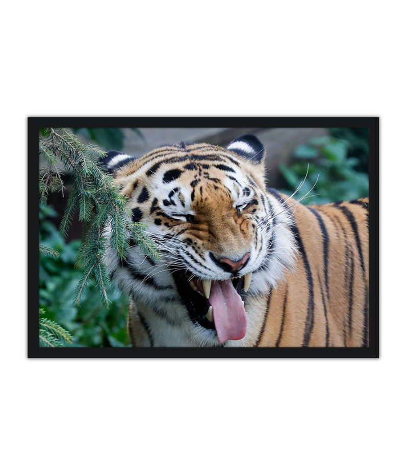 Poster Tigre - Animais