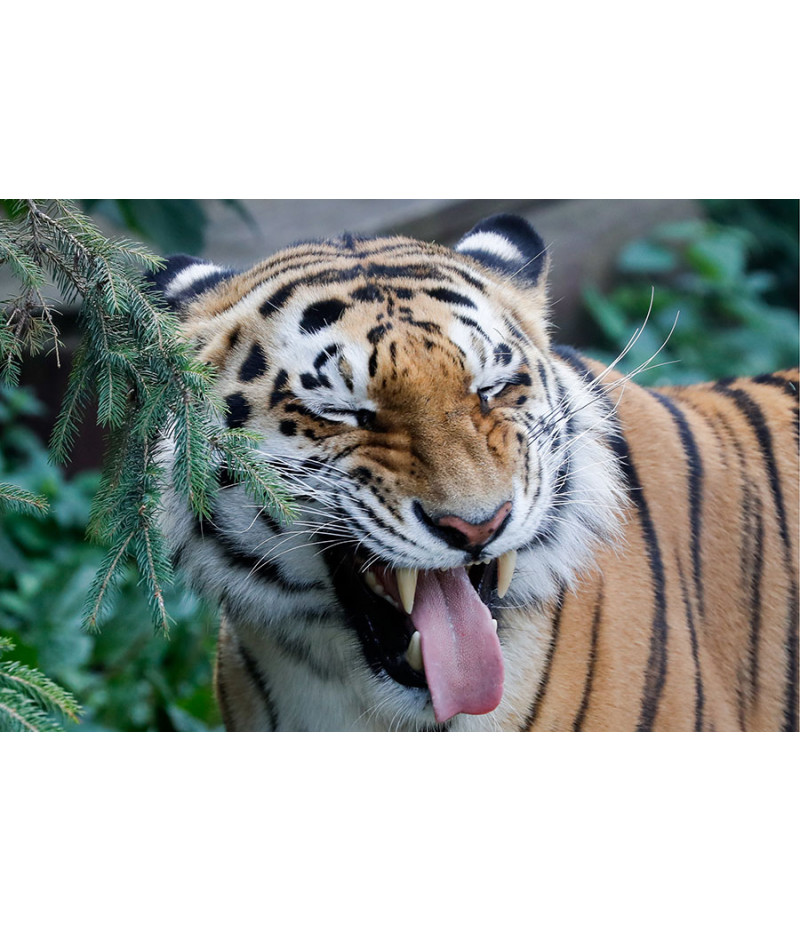 Poster Tigre - Animais
