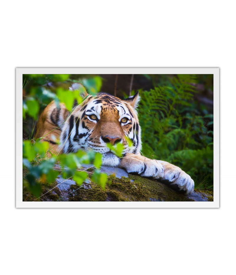 Poster Tigre - Animais