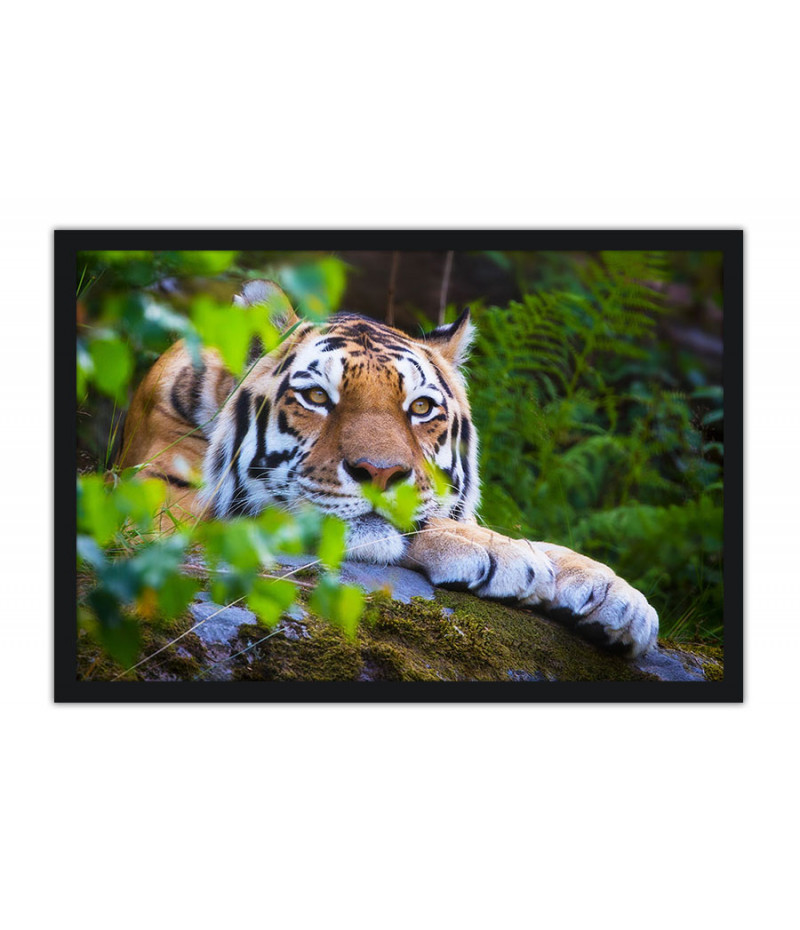 Poster Tigre - Animais