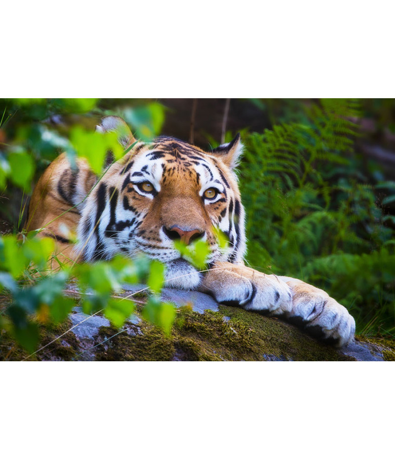 Poster Tigre - Animais