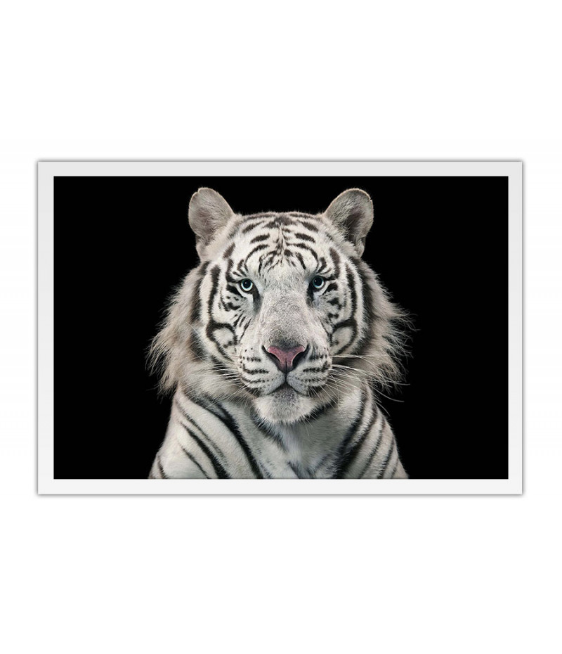 Poster Tigre - Animais