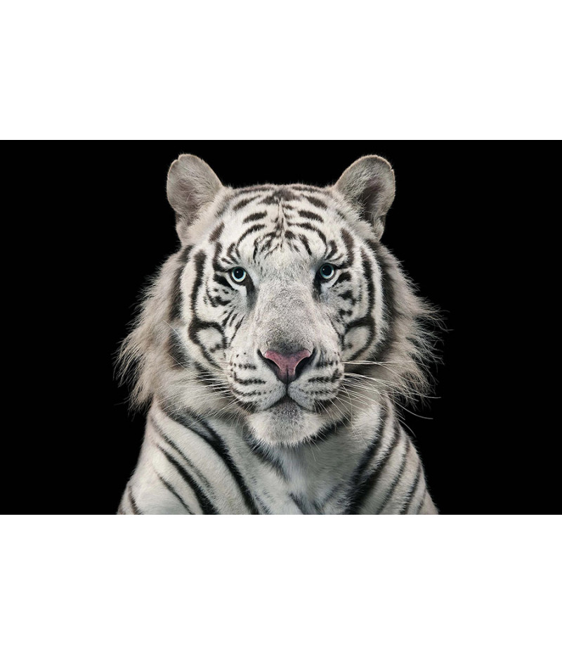 Poster Tigre - Animais