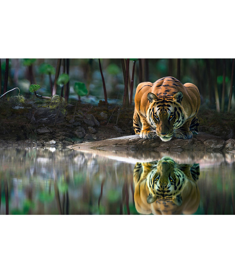 Poster Tigre - Animais
