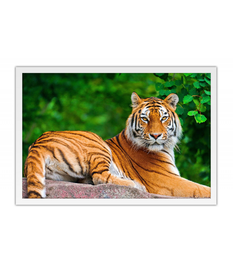 Poster Tigre - Animais