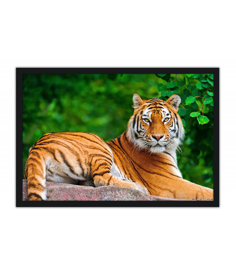 Poster Tigre - Animais